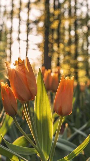 石青seo伪原创工具截图4