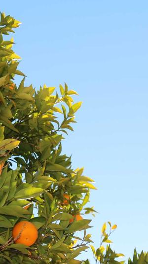 seo优化工具怎么选截图1