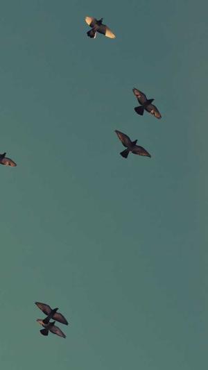 seo优化网络截图1