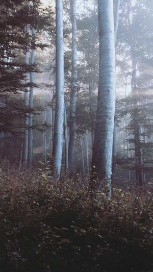 seo优化诊断工具截图4