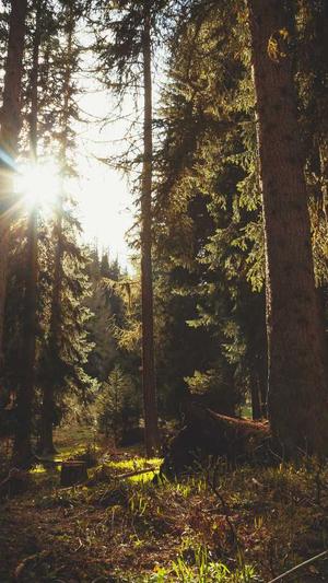 最新蜘蛛池免费版截图2