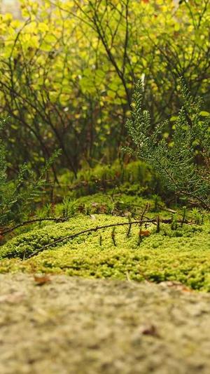 seo常用工具优化截图3