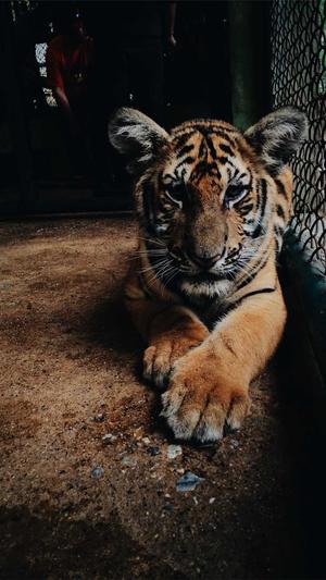 快速排名seo工具截图3