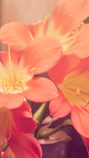 站长工具seo查询截图4