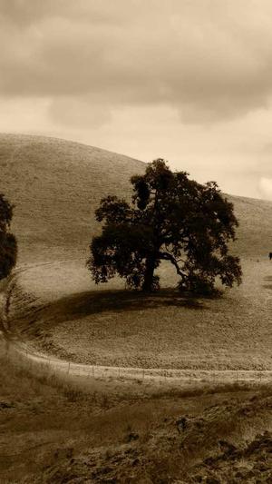 seo工具下载推广截图4